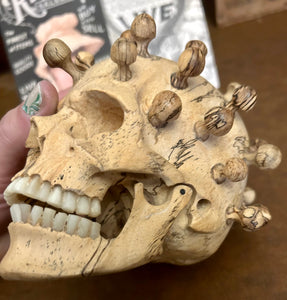 Exotic Wood Skull with Bone Teeth